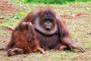 orangutan-sumatera-idukan-dan-anaknya